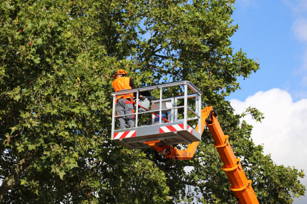 Best Tree and Shrub Care  in East Gaffney, SC